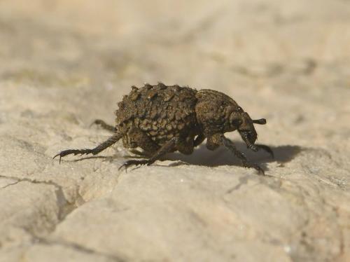 Brachycerus sp.